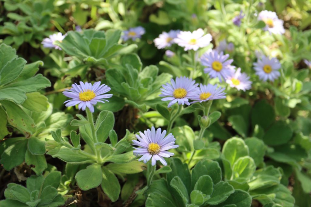牧野植物園に咲く青い花